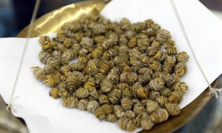 名贵中药名贵花──铁皮石斛花