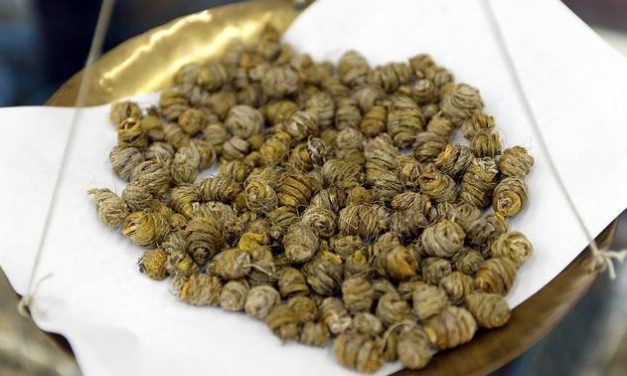 名贵中药名贵花──铁皮石斛花