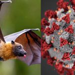 尼帕病毒──隐形杀手