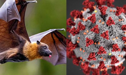 尼帕病毒──隐形杀手