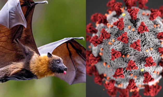 尼帕病毒──隐形杀手